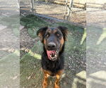 Small #21 German Shepherd Dog Mix