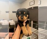 Small Photo #3 Rottweiler Puppy For Sale in TULSA, OK, USA