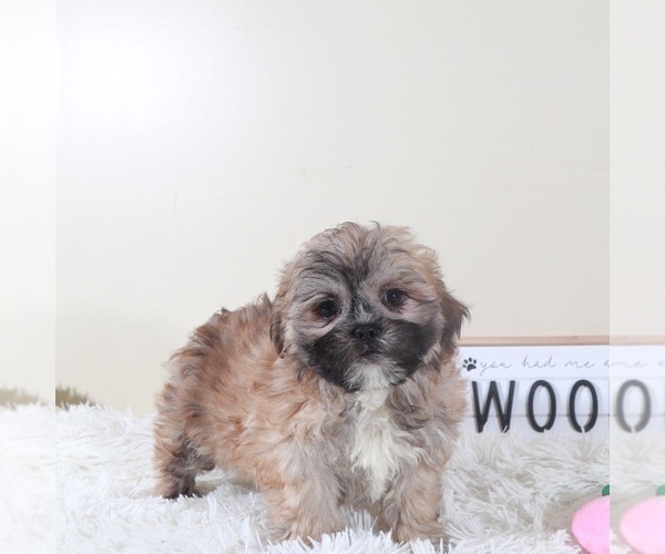 Medium Photo #4 Zuchon Puppy For Sale in MOUNT VERNON, OH, USA