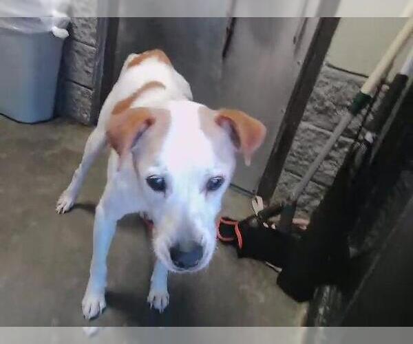 Medium Photo #1 Mutt Puppy For Sale in Tulsa, OK, USA