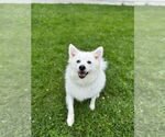 Small #23 Pomeranian Mix