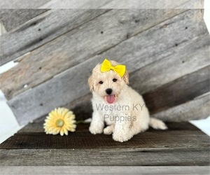 Bichpoo Litter for sale in ELKTON, KY, USA