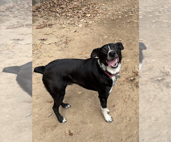 Medium Photo #11 Border Collie-Unknown Mix Puppy For Sale in Boston, MA, USA