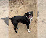 Small #10 Border Collie Mix