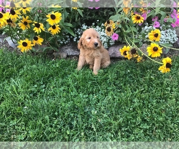 Medium Photo #14 Goldendoodle-Poodle (Miniature) Mix Puppy For Sale in CURTISS, WI, USA