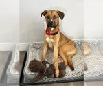 Small #12 Labrador Retriever-Rhodesian Ridgeback Mix