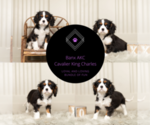 Puppy 10 Cavalier King Charles Spaniel