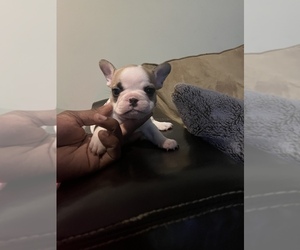 French Bulldog Puppy for Sale in WINSTON SALEM, North Carolina USA
