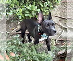 Small #2 American Staffordshire Terrier Mix