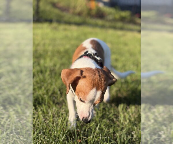 Medium Photo #2 Beagle-Unknown Mix Puppy For Sale in Mundelein, IL, USA