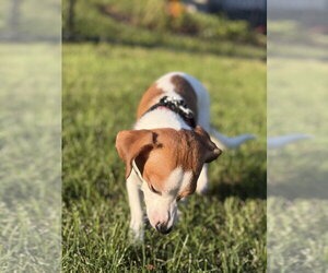 Cayenne - Female Beagle-Unknown Mix Dog for Adoption - Photo #2