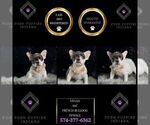 Puppy Vivian AKC French Bulldog