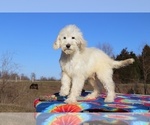 Small Photo #1 Goldendoodle Puppy For Sale in UNION CITY, TN, USA