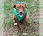 Small American Staffordshire Terrier Mix