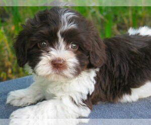 Havanese Puppy for sale in WILSON, NY, USA