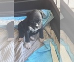 Puppy Puppy 3 pearl Boxer