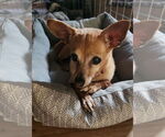 Small #2 Chihuahua Mix