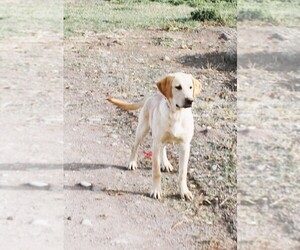 Labrador Retriever Litter for sale in MONTE VISTA, CO, USA