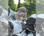 Puppy Churro Pomsky