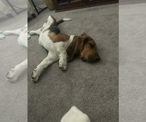 Basset Hound Puppy for sale in QUEEN CREEK, AZ, USA