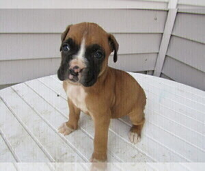 Boxer Puppy for sale in KOKOMO, IN, USA
