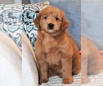 Small Photo #6 Goldendoodle (Miniature) Puppy For Sale in SYRACUSE, IN, USA
