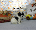 Small #14 Poodle (Toy)