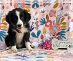 Small #1 Borador