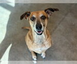 Small Black Mouth Cur