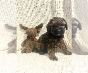 Poodle (Miniature) Puppy for sale in FREDERICKSBURG, OH, USA