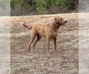 Chesapeake Bay Retriever Dog for Adoption in BLAIR, South Carolina USA