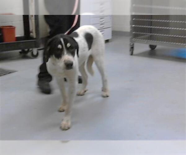 Medium Photo #1 Great Pyrenees-Unknown Mix Puppy For Sale in Fayetteville, NC, USA