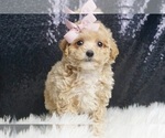 Puppy Chiara F1 Maltipoo