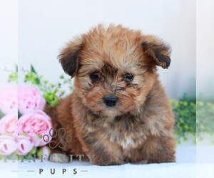 Corgipoo Puppy for sale in LANCASTER, PA, USA