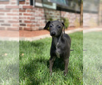 Small Photo #27 Italian Greyhound Puppy For Sale in SAINT GEORGE, UT, USA