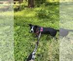 Small Photo #11 Mutt Puppy For Sale in Oakhurst, NJ, USA