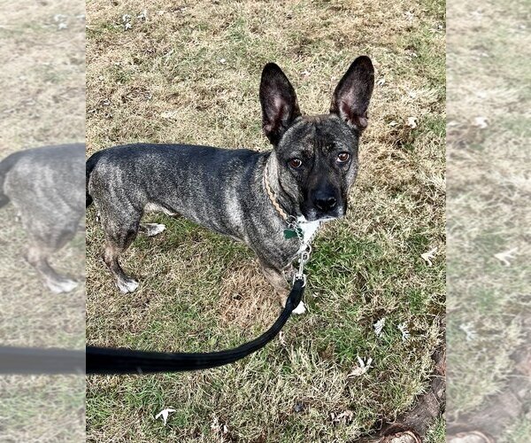 Medium Photo #8 French Bulldog-Unknown Mix Puppy For Sale in Dana Point, CA, USA