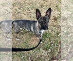 Small #7 French Bulldog Mix
