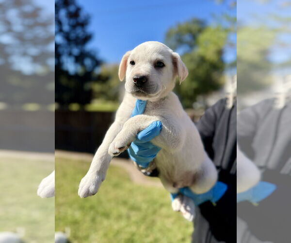 Medium Photo #2 Labrador Retriever-Unknown Mix Puppy For Sale in The Woodlands, TX, USA