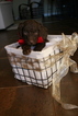 Small Photo #6 Aussiedoodle-Poodle (Standard) Mix Puppy For Sale in ENTERPRISE, AL, USA