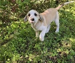 JuJuBee - Female Anatolian Pyrenees Puppy for Sale - Photo #5