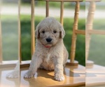 Small Photo #22 Goldendoodle Puppy For Sale in MARYVILLE, MO, USA