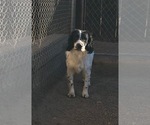 Small Photo #1 English Springer Spaniel Puppy For Sale in WINDSOR, CO, USA