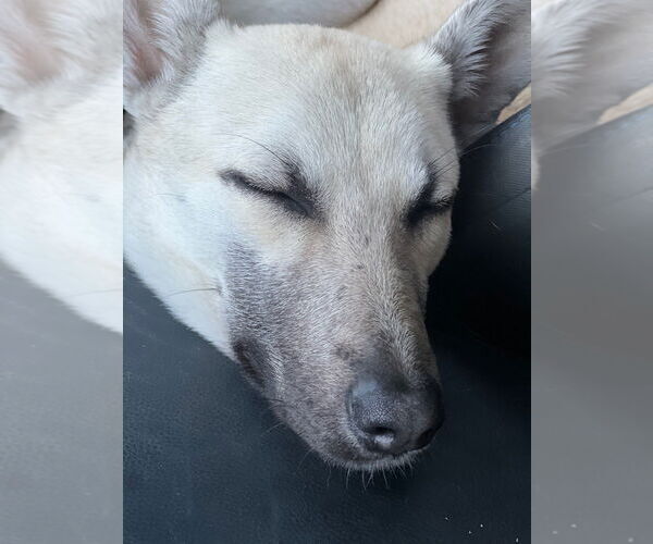 Medium Photo #4 Mutt Puppy For Sale in Imlay City, MI, USA