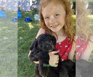 Goldendoodle-Poodle (Standard) Mix Puppy for sale in LAFAYETTE, IN, USA