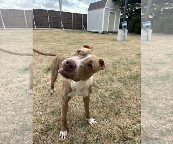 Medium Photo #2 American Pit Bull Terrier-Unknown Mix Puppy For Sale in McKinney, TX, USA