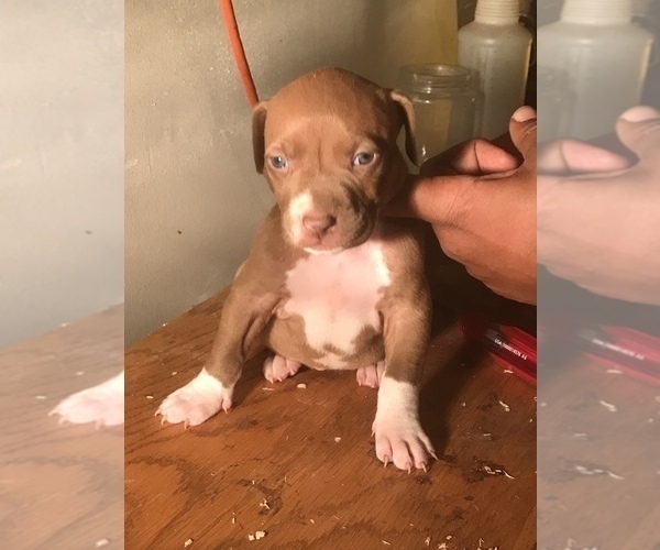 Medium Photo #13 American Bully Puppy For Sale in CO SPGS, CO, USA