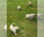 Small #15 Labrador Retriever