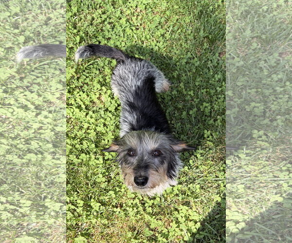 Medium Photo #7 Dachshund Puppy For Sale in Shelbyville, TN, USA