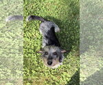 Small #6 Dachshund